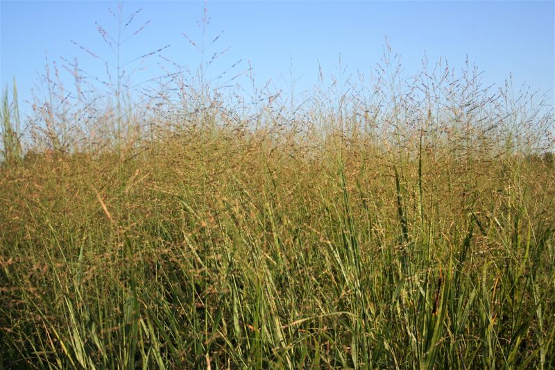 Switchgrass (Panicum virgatum)