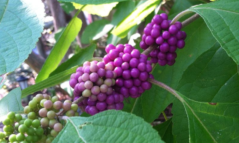 American Beautyberry 'Purple Haze' American Beautyberry 'Purple Haze'