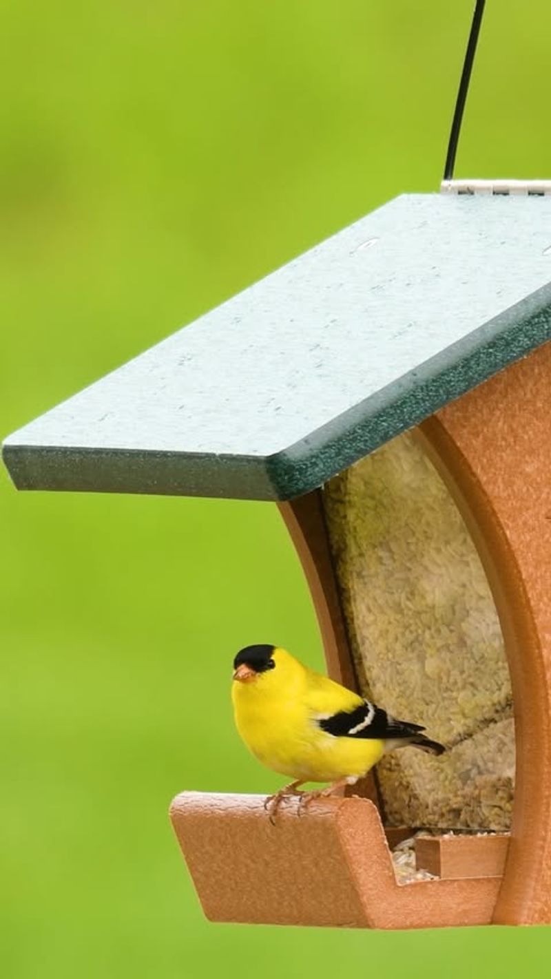 American Goldfinch American Goldfinch