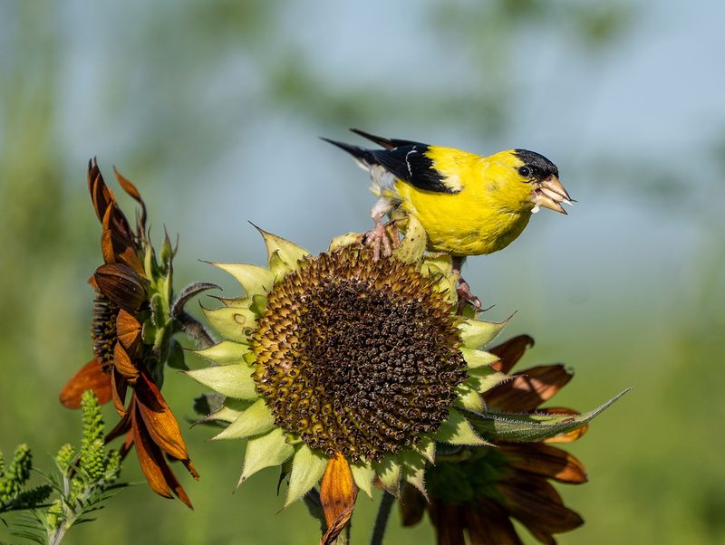 American Goldfinch American Goldfinch