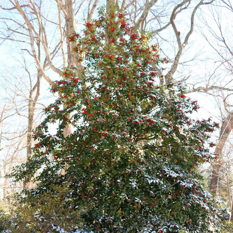 American Holly