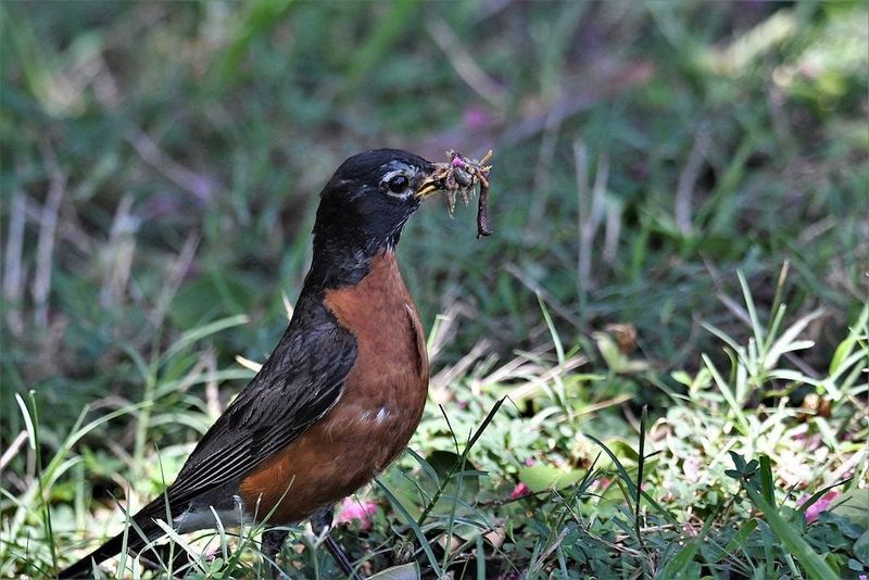 American Robin American Robin