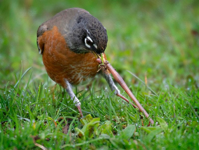 American Robin American Robin