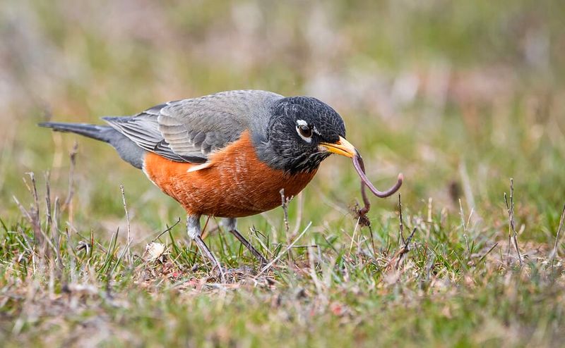 American Robin American Robin