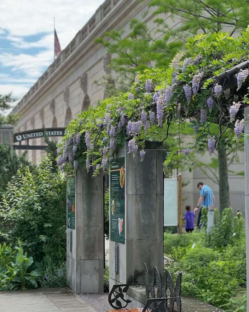 American Wisteria American Wisteria