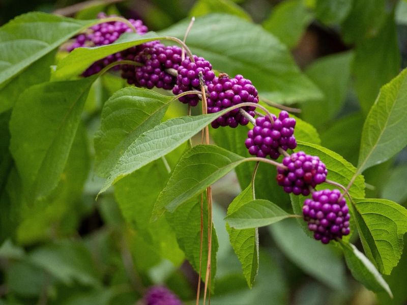 American beautyberry shows limited laboratory repellency American beautyberry shows limited laboratory repellency