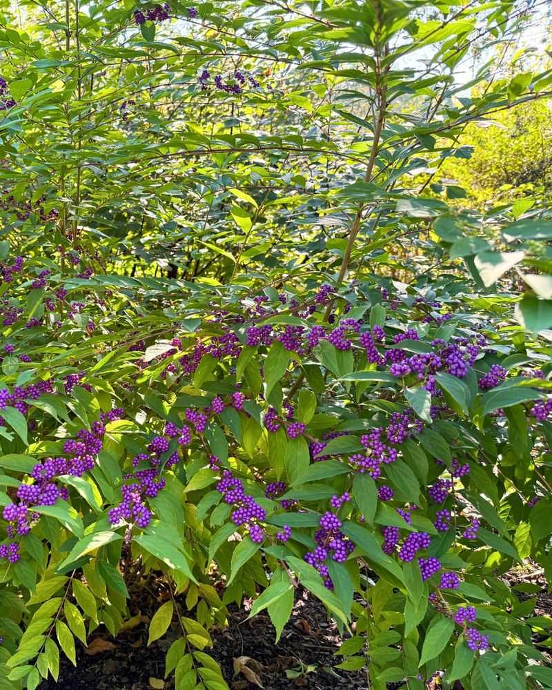 American beautyberry suits many North Carolina woodland margins American beautyberry suits many North Carolina woodland margins