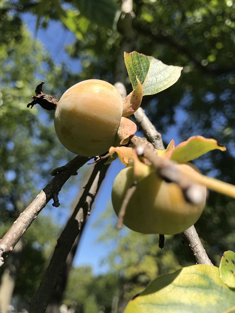 American persimmon tolerates difficult conditions but demands room American persimmon tolerates difficult conditions but demands room