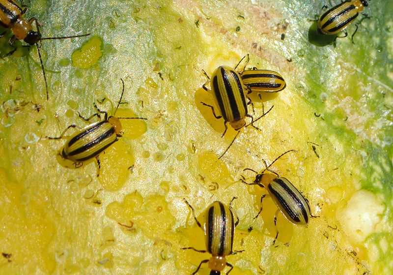 An infected beetle can introduce a vascular disease
