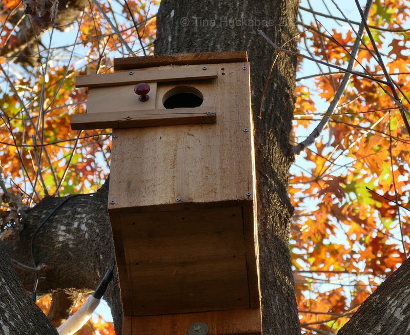 An owl box may support native wildlife, but it is not free pest control