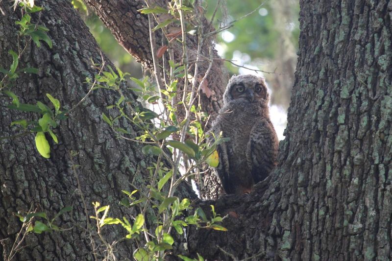What kind of Texas yard can support a Great Horned Owl?