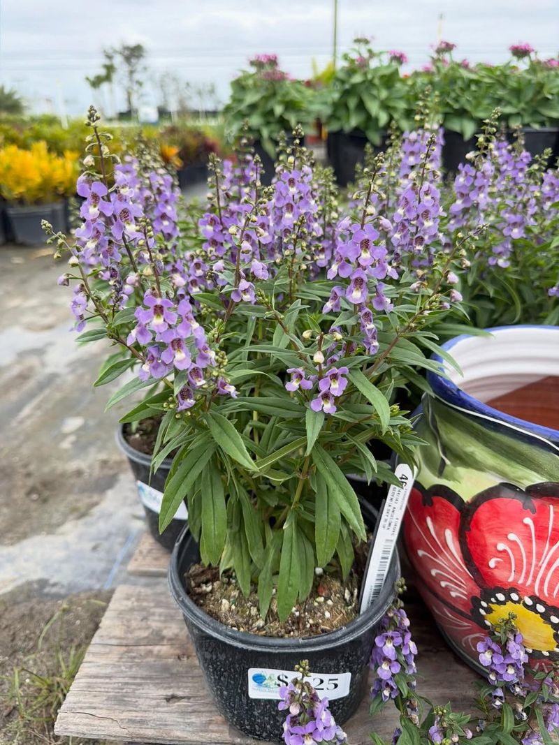 Angelonia (Summer Snapdragon)