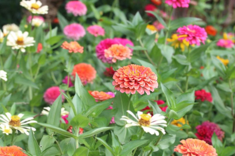 Zinnia