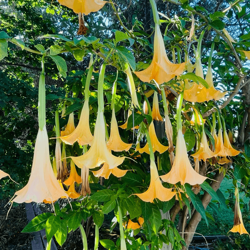 Angel's Trumpet (Brugmansia) Angel's Trumpet (Brugmansia)