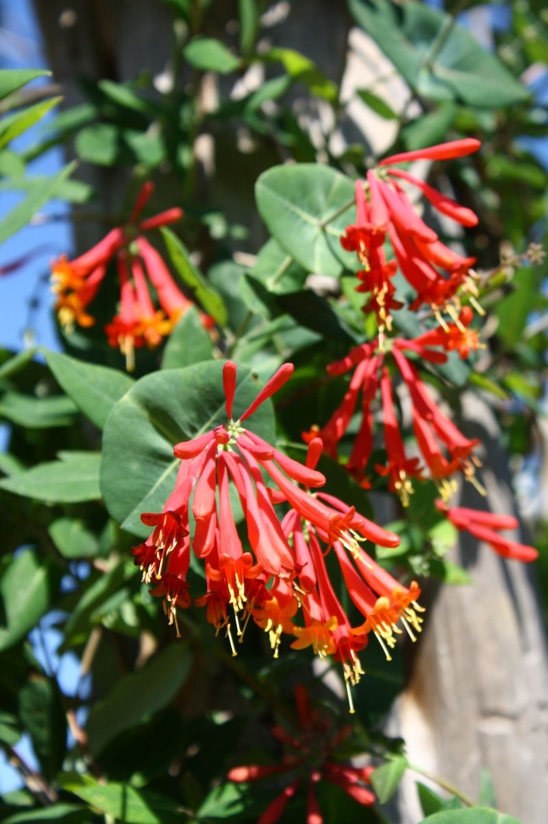 Angel's trumpet swapped for coral honeysuckle