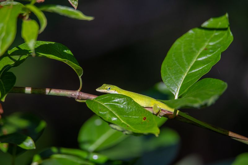Anoles may help, but they do not promise a pest-free summer