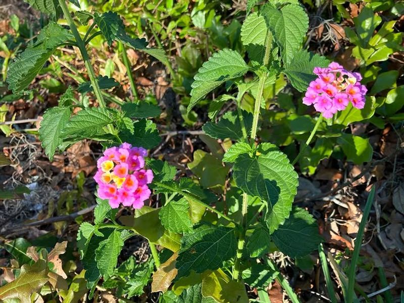 Apply a measured reset and wait for new growth Apply a measured reset and wait for new growth
