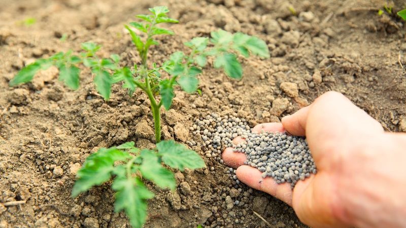 Apply the feed beside the root zone, not onto the plant Apply the feed beside the root zone, not onto the plant