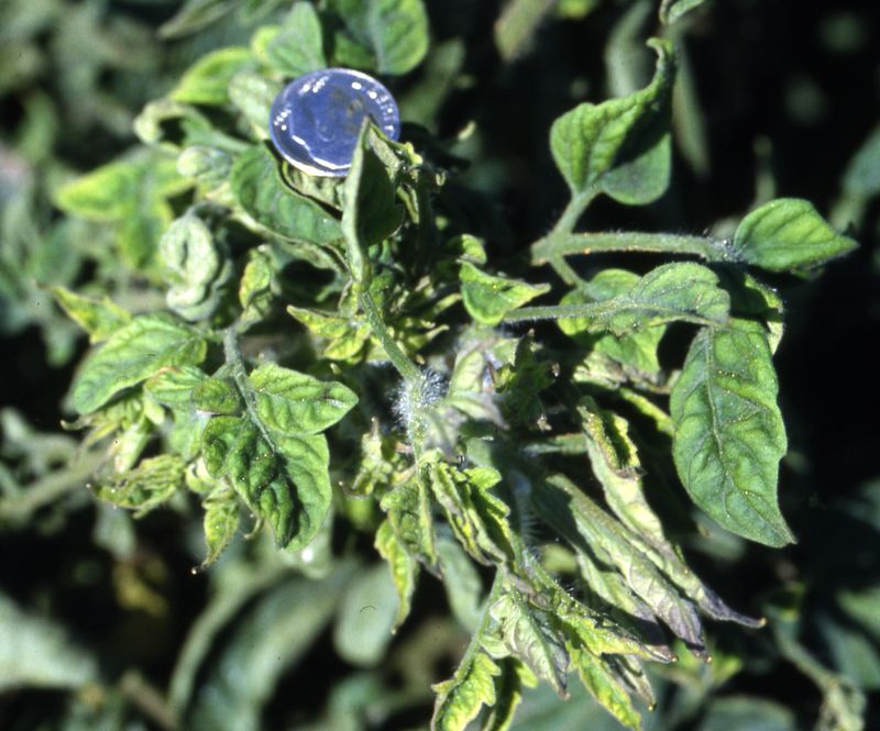 Viruses and Diseases Leave Lasting Marks