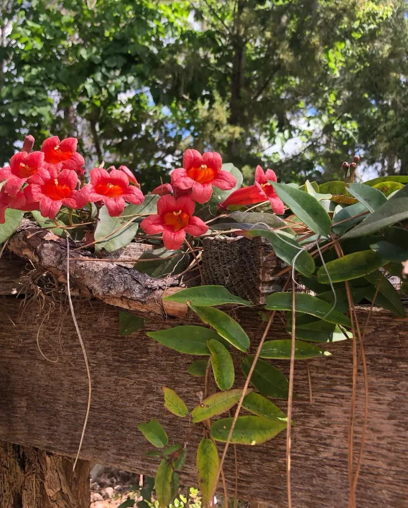 Arrange the planting so birds can feed, pause, and retreat
