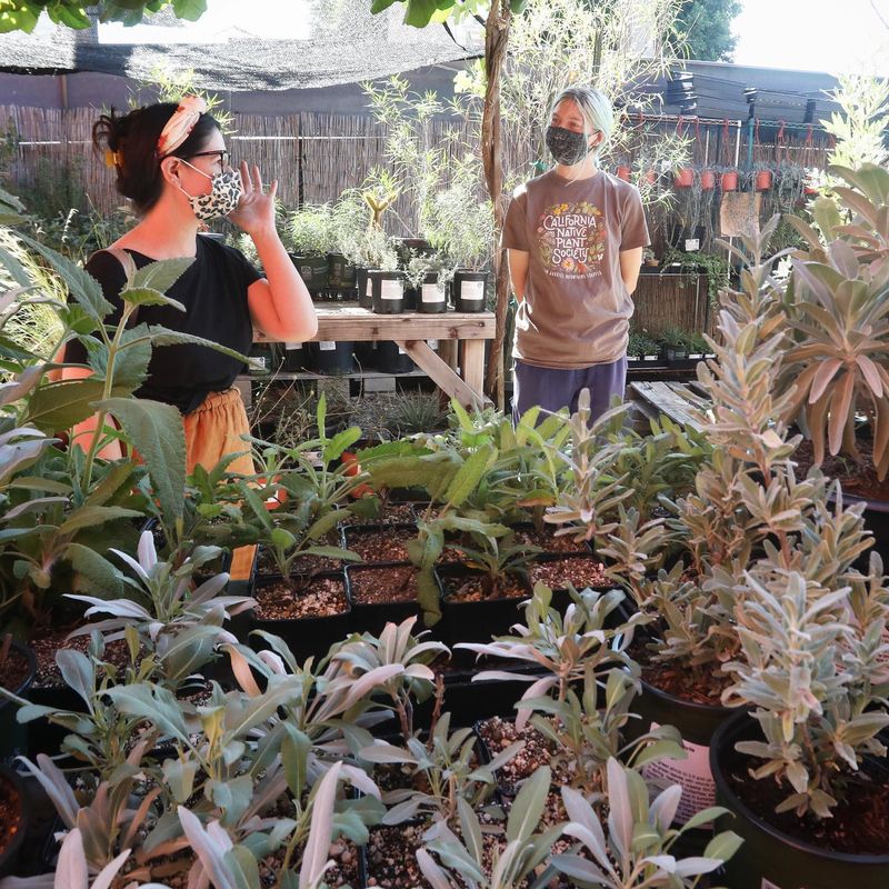 Artemisia Nursery (El Sereno, Los Angeles) Artemisia Nursery (El Sereno, Los Angeles)