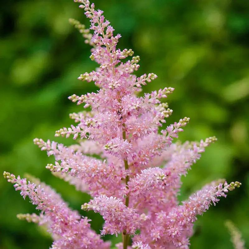 Astilbe Astilbe