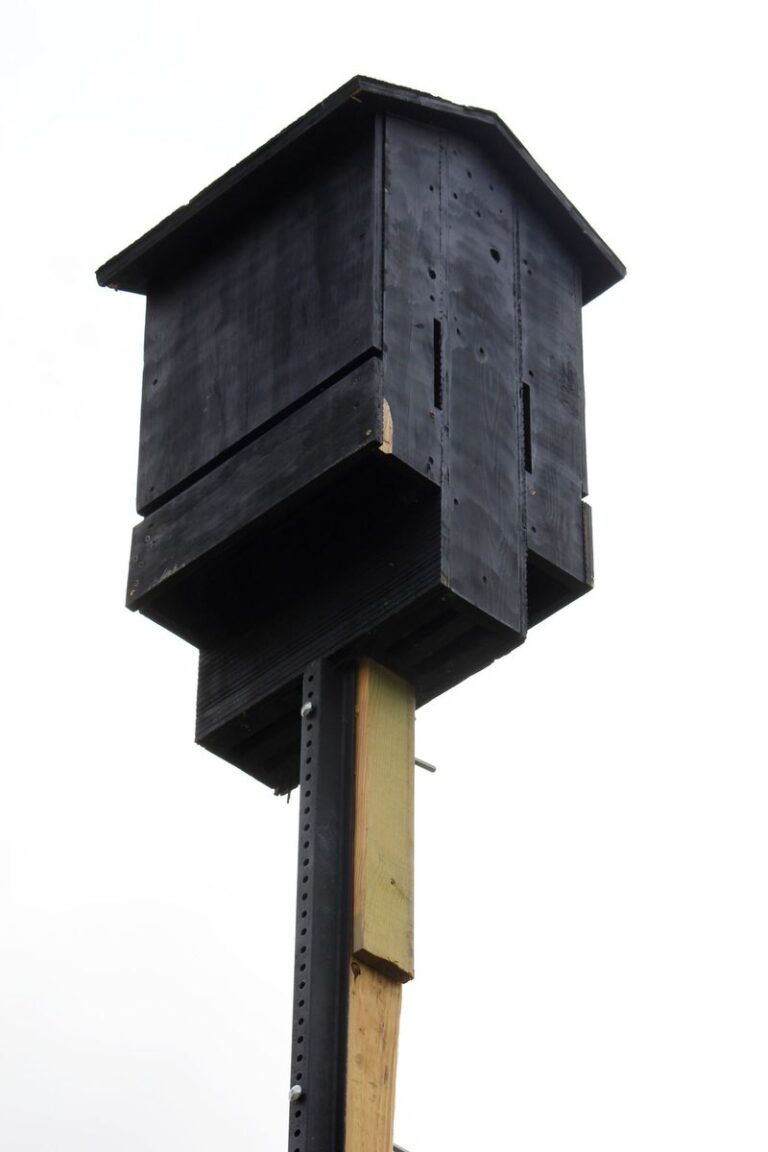 Attract More Bats To Your Texas Yard And Watch The Mosquito Swarms Thin Out