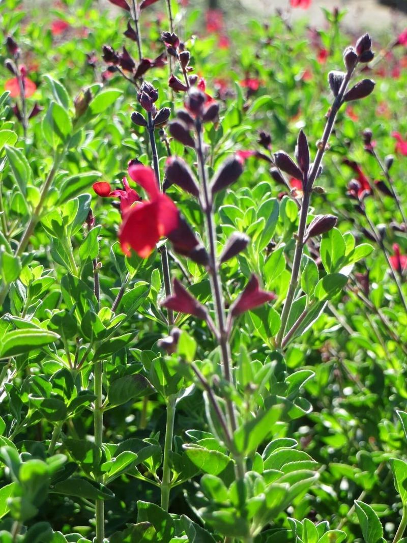 Autumn Sage 'Heatwave Blaze' Autumn Sage 'Heatwave Blaze'