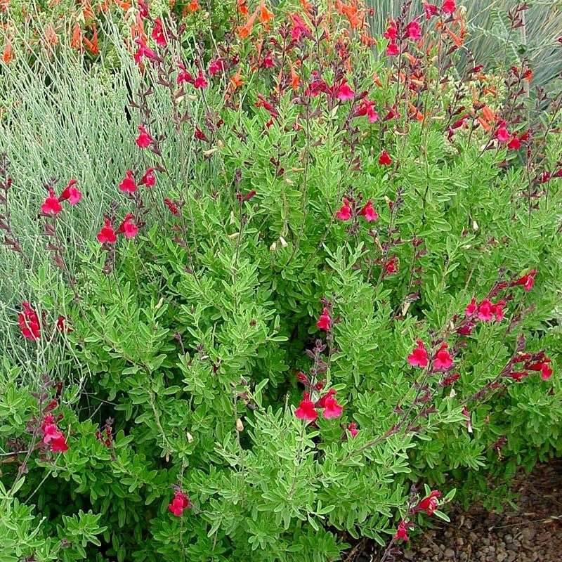 Autumn Sage (Salvia greggii)