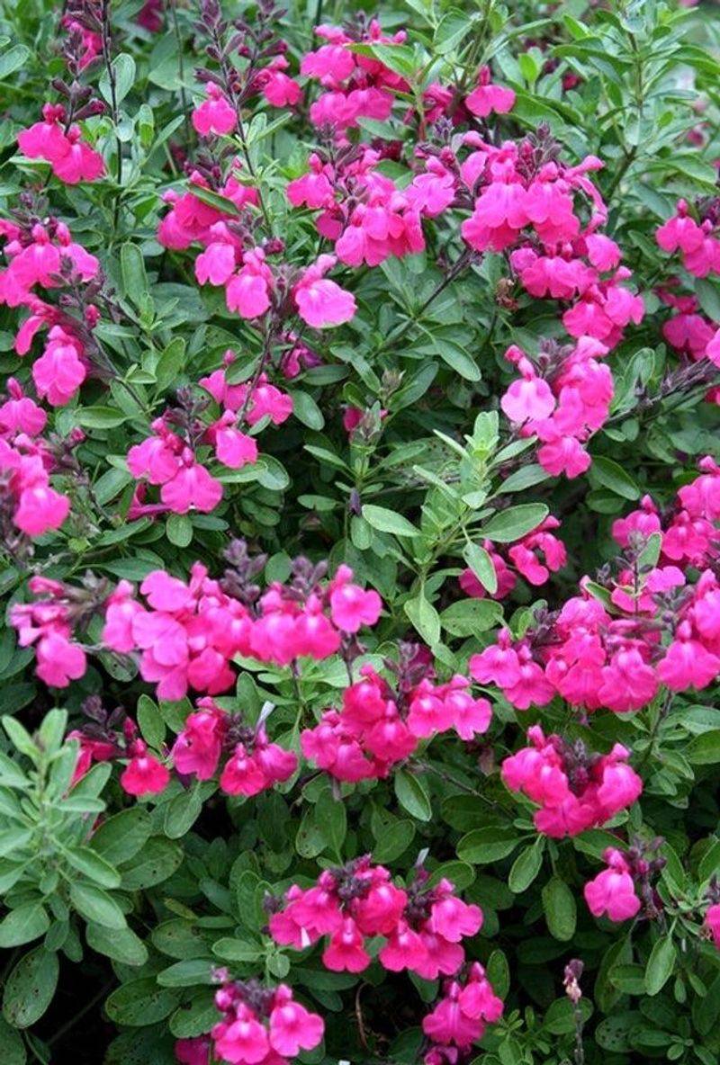 Autumn Sage (Salvia greggii)
