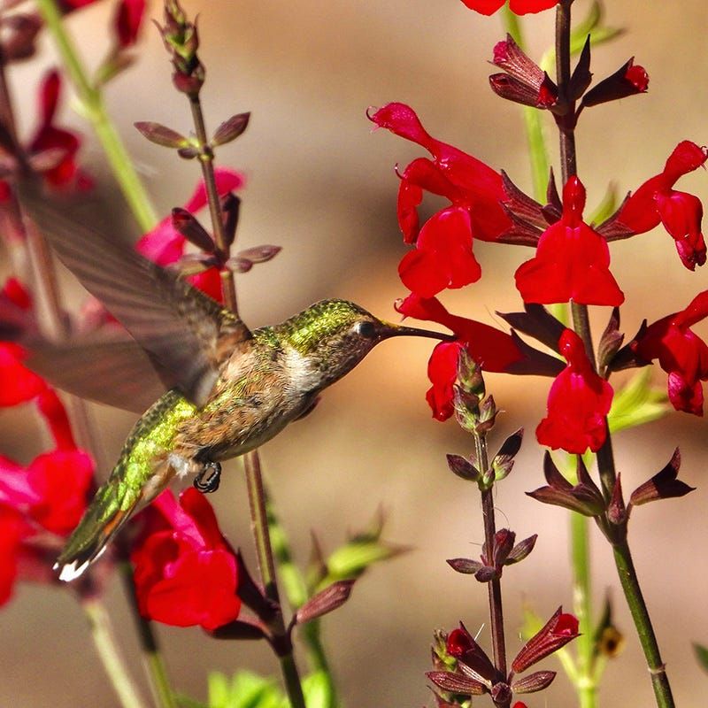 Autumn Sage (Salvia greggii) Autumn Sage (Salvia greggii)
