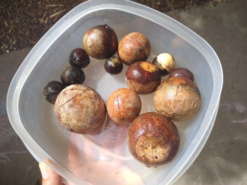 Avocado Skins and Pits