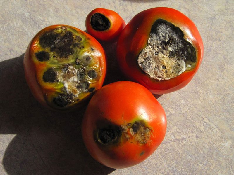 Avoid remedies that target a different tomato problem Avoid remedies that target a different tomato problem