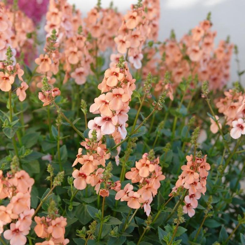 Petunia Substitute: Diascia (Twinspur)
