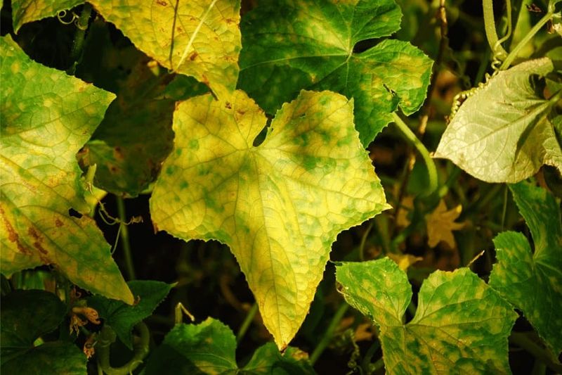 Too Much Sun or Sudden Cold Stresses the Leaves
