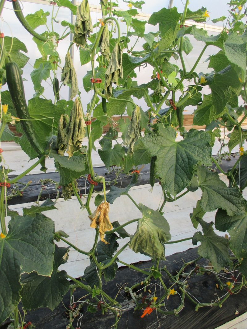 Bacterial wilt can disrupt the vine’s water transport Bacterial wilt can disrupt the vine’s water transport