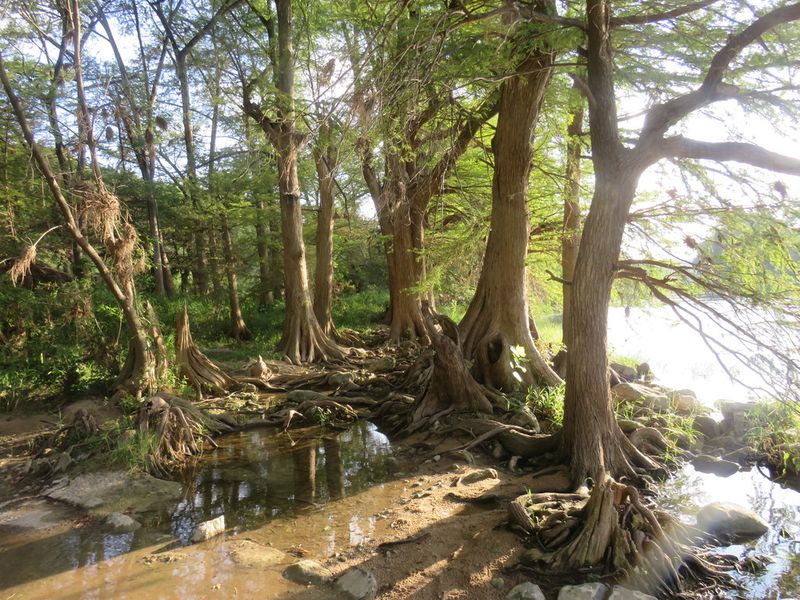 Bald Cypress