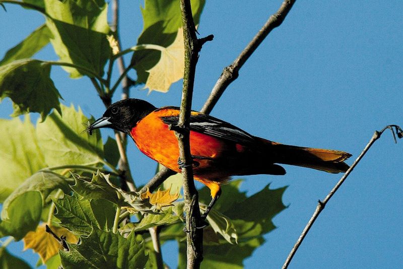 Baltimore Oriole Baltimore Oriole