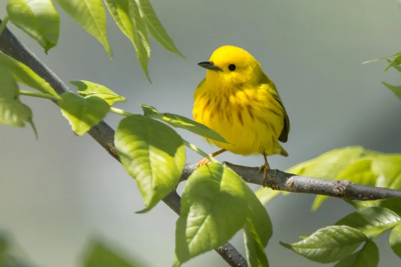 Yellow Warbler