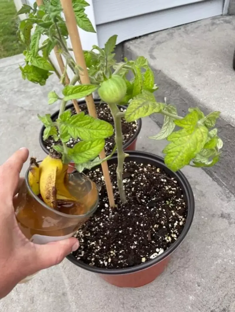 Banana Peels
