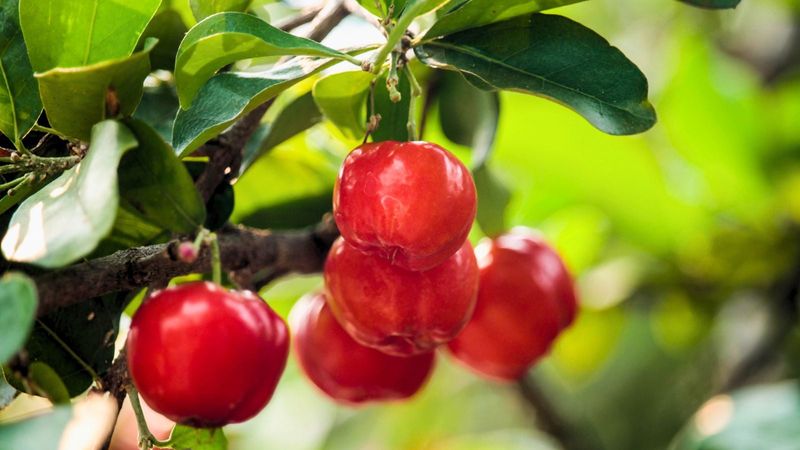 Barbados Cherry (Manzanita) Barbados Cherry (Manzanita)