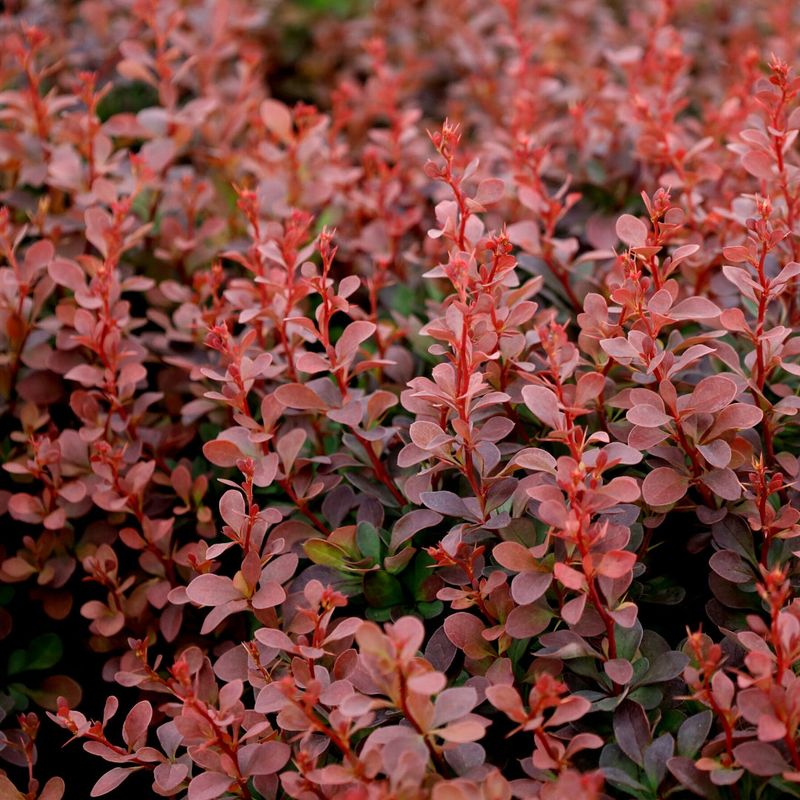 Barberry Barberry