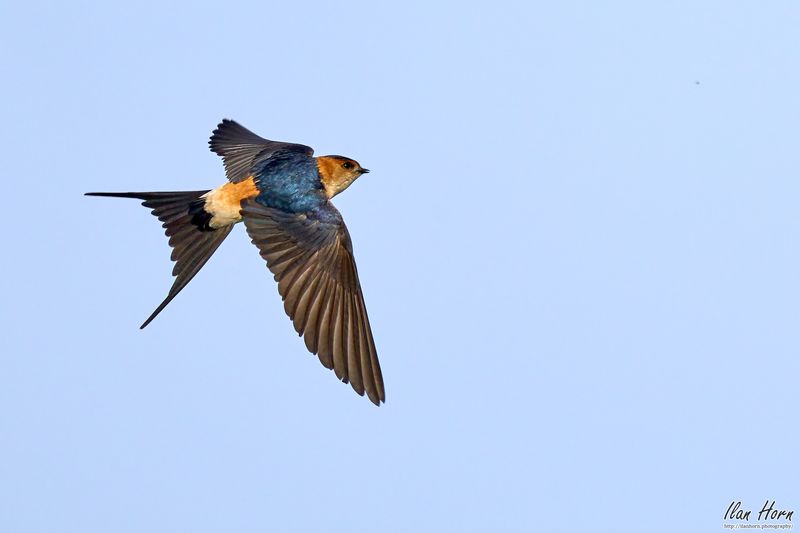 Barn Swallow Barn Swallow