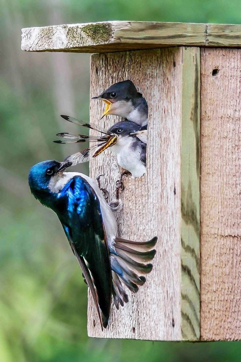 Tree Swallow