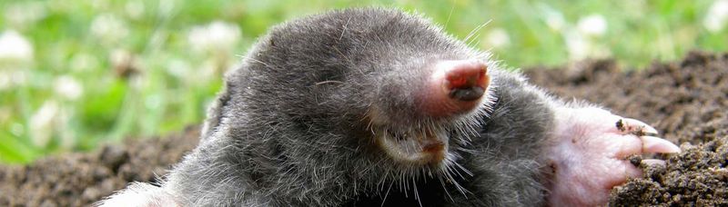 Identify the animal before choosing a treatment