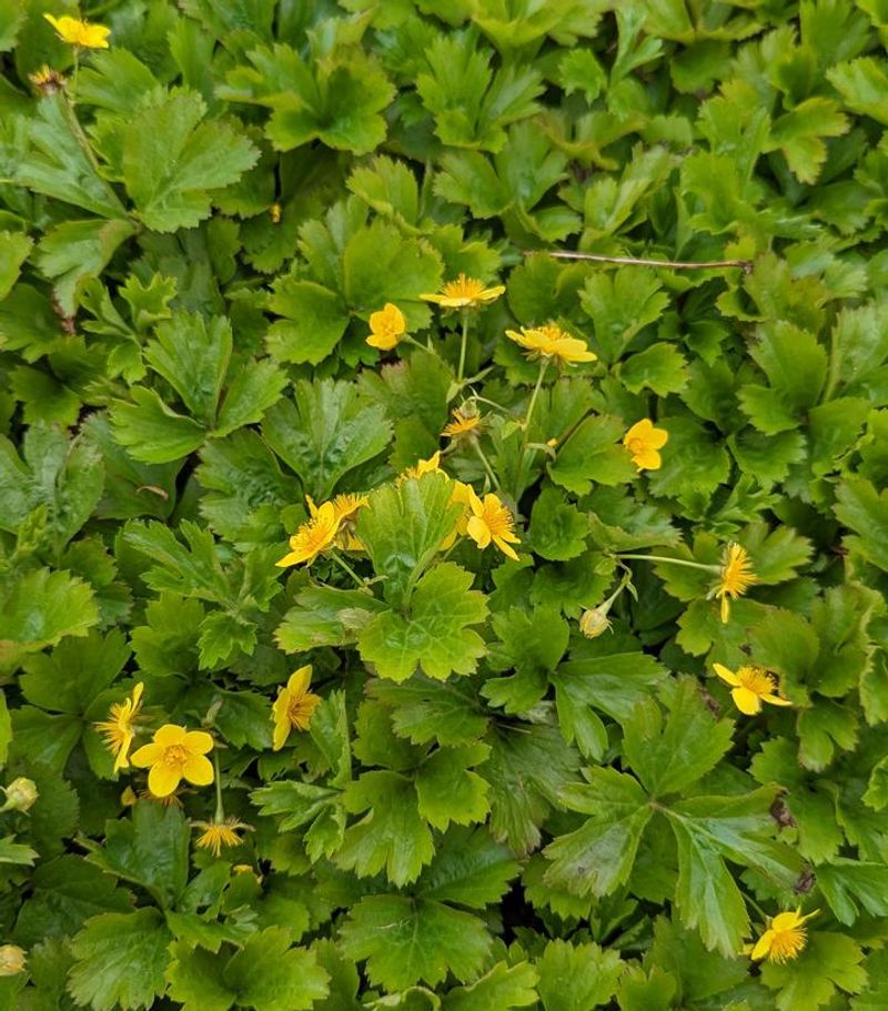 Barren Strawberry (Geum fragarioides) Barren Strawberry (Geum fragarioides)