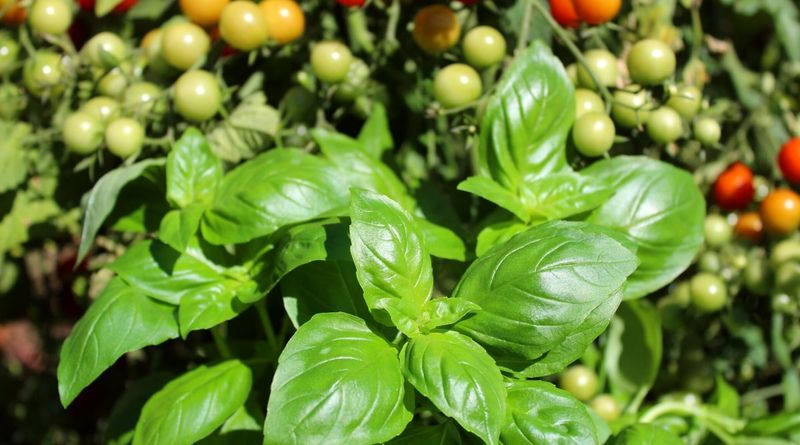 Basil
