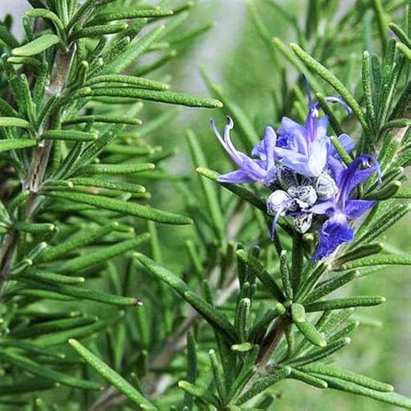Rosemary