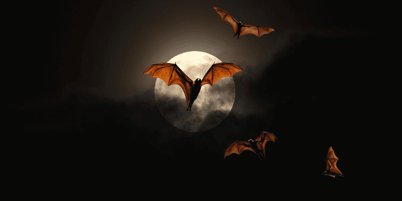 Bats eat mosquitoes, but they do not guarantee a cooler summer yard Bats eat mosquitoes, but they do not guarantee a cooler summer yard