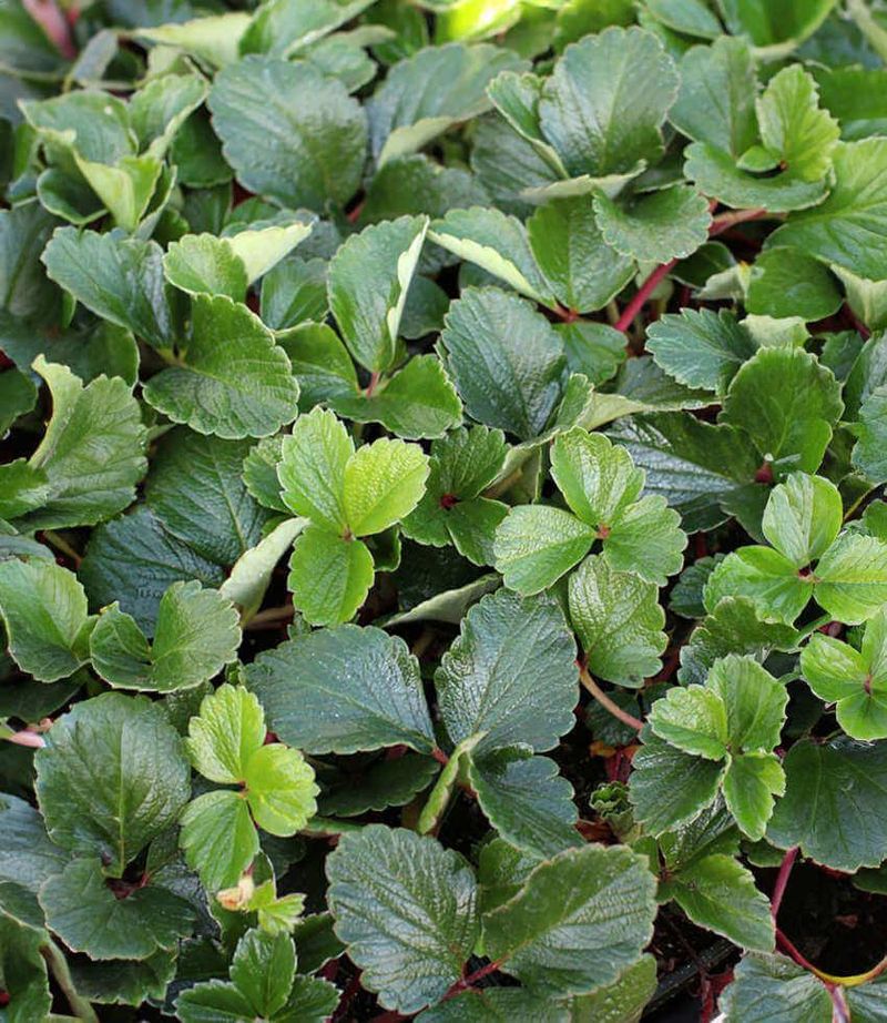 Beach Strawberry (Fragaria chiloensis) Beach Strawberry (Fragaria chiloensis)